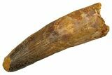 Real Fossil Spinosaurus Tooth - Feeding Worn Tip #328059-1